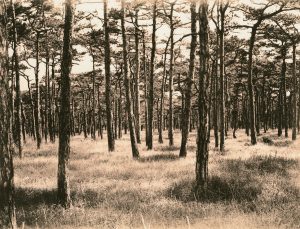 Analog Black & White Lith Print Lith Silver Gelantine RPX25 Moersch SE5 Zeiss Ikon Nettar CARL Ikon ZEISS 120 6x6 Agfa Grain Film medium format beautiful landscape Pag croatia woods forest seascape island peculiarly trees tree gras grasland hot Wald Holz Baum