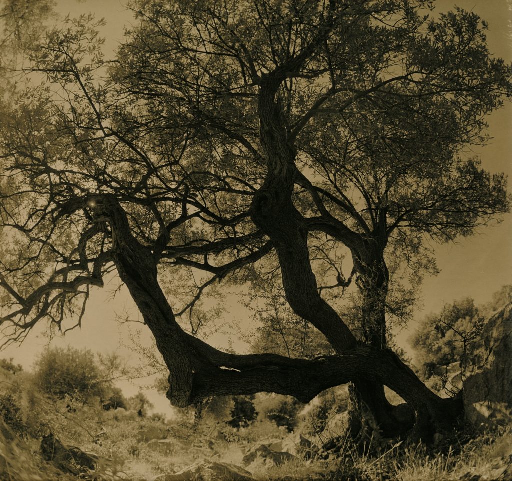 Black & White Lith Print Lith Moersch SE5 Catechol 2nd Ammonium Chloride Pentacon Six 80mm Biometar 120 6x6 Analog Lun Kodak Bromesko Croatia Kroatien Olive Oliven Bäume Baum Tree Forest Coast Grove Sky Rodinal Pflanze Outdoor einfarbig